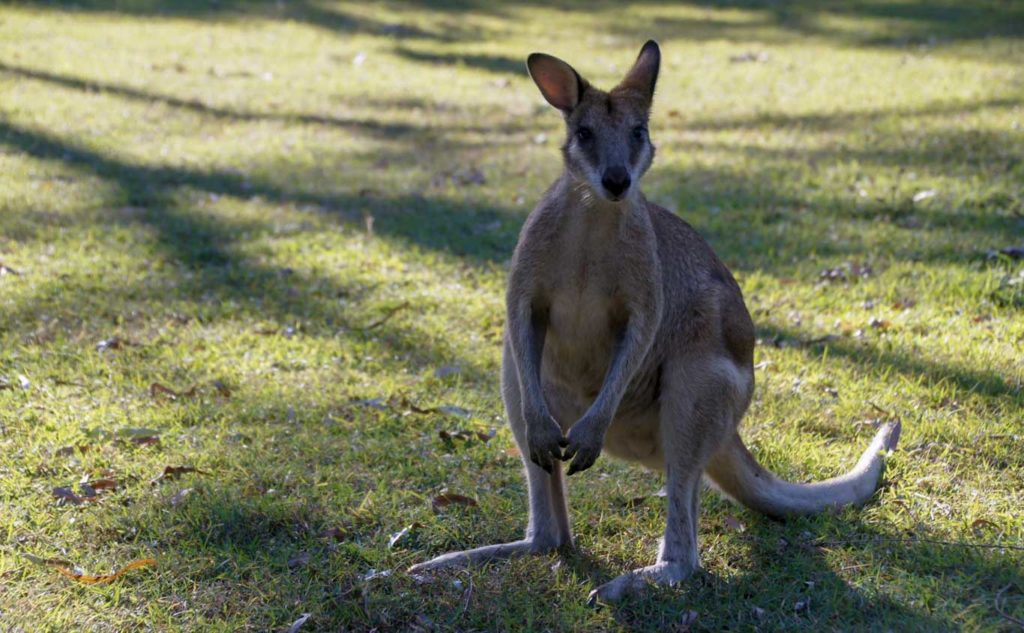 Biltur i Australien Queensland Stopover ved Hillsborough Cap Beach