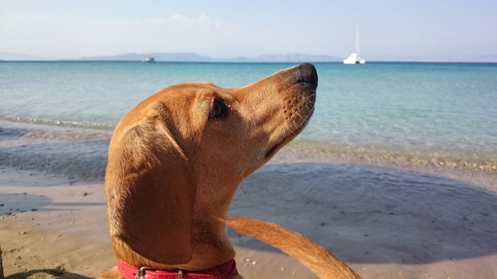 Location vacances avec chien Vendée - Location bord de mer et piscine avec chien admis