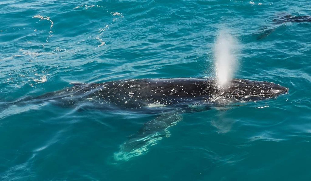 BALLENAS EN ISLA FRASER