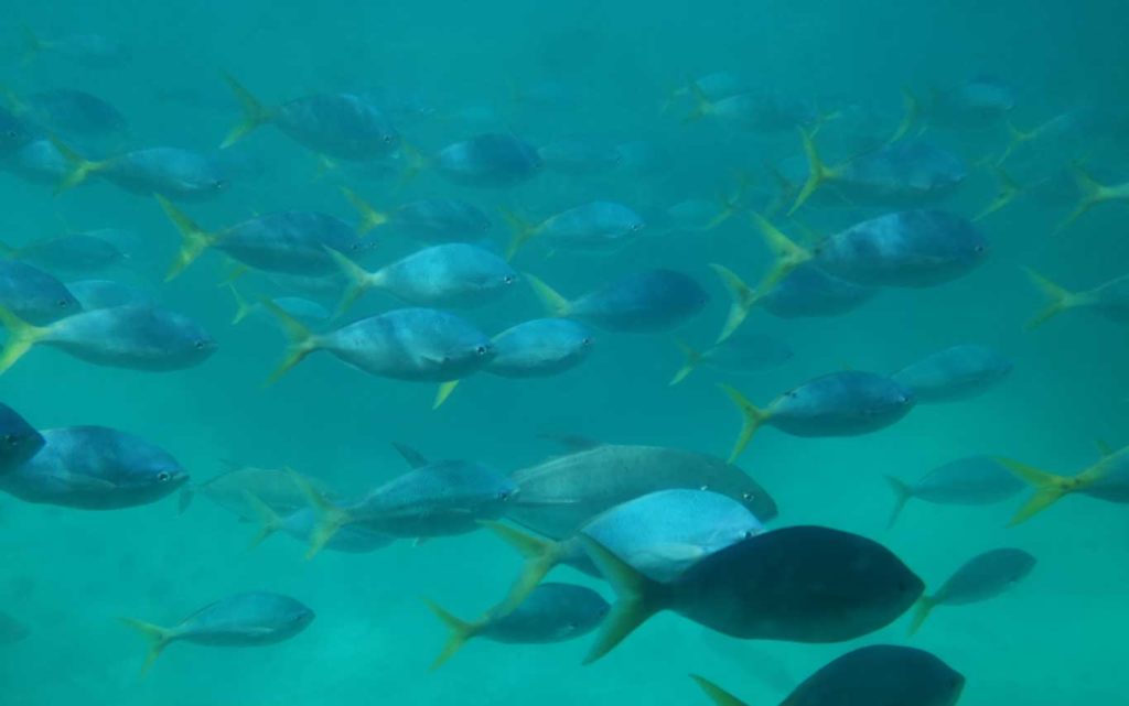 GRØNNE Island Great Barrier Reef biltur Australien