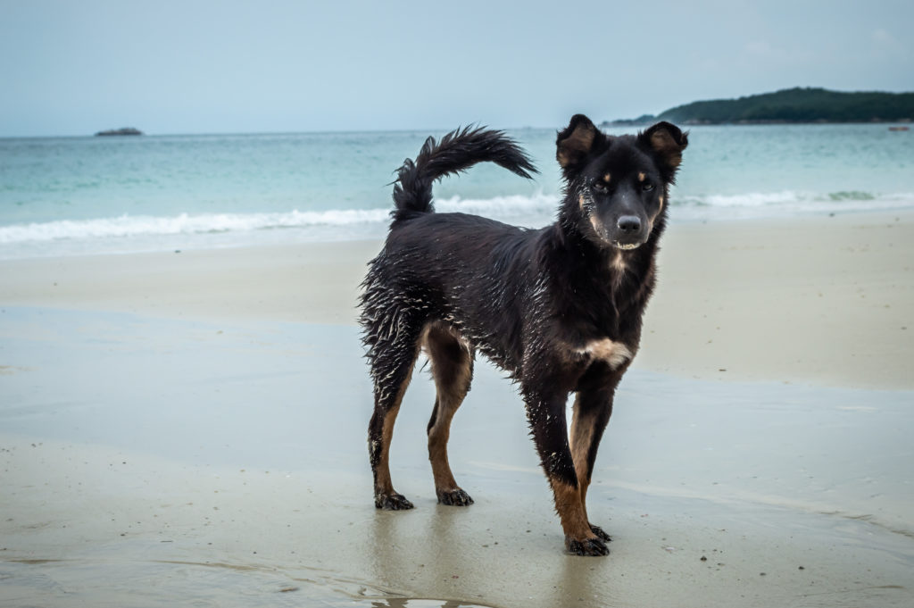 Location vacances avec chien Landes