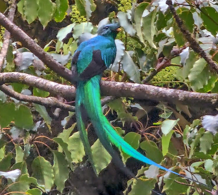 Oiseau emblématique du Costa Rica