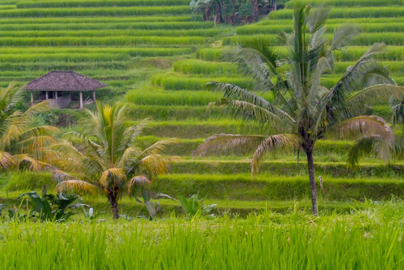 Ubudペングリプランケヘンレンダンレンダン水田周辺の旅程