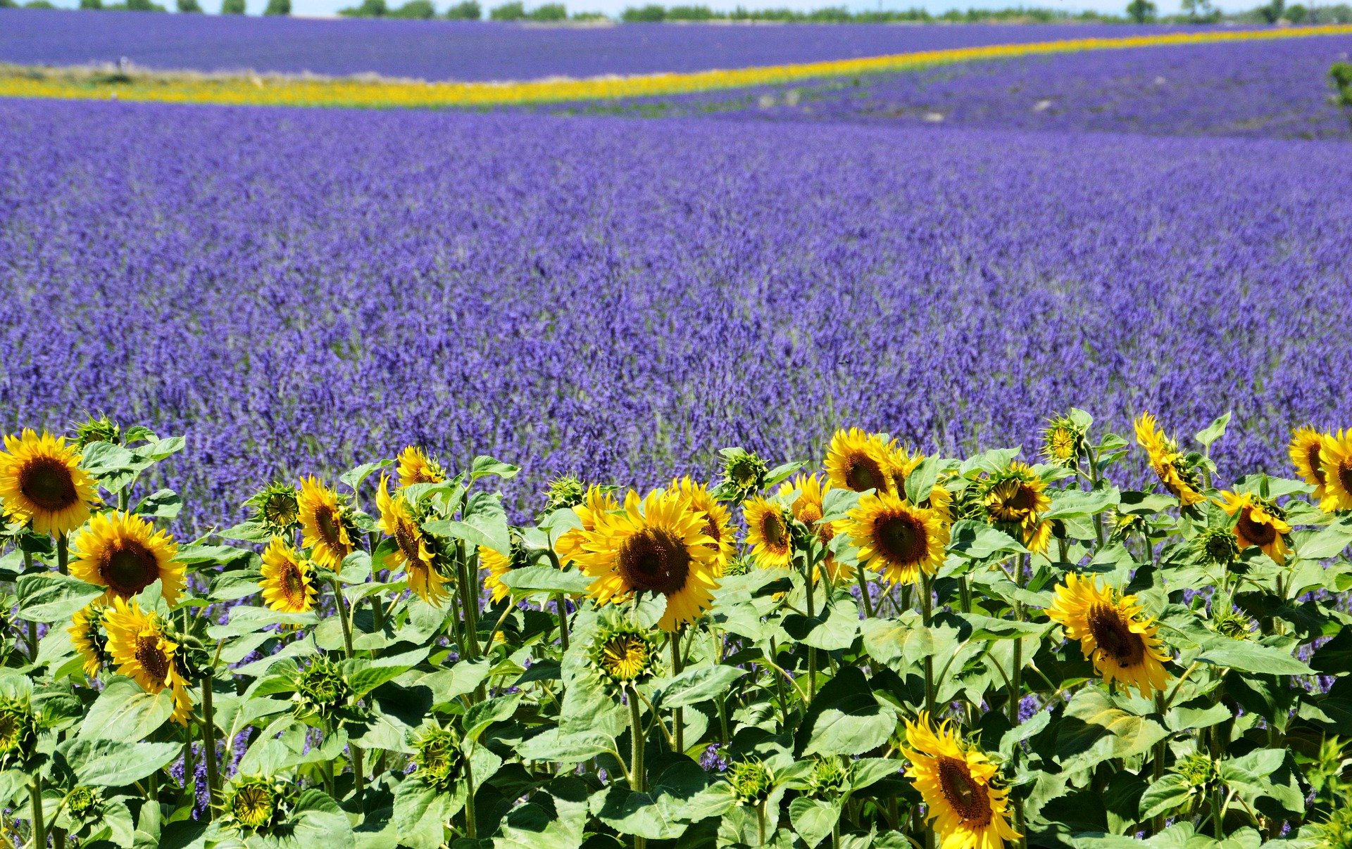 VALENSOLE-LAVANDE.jpg