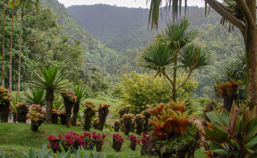 Martinik nebo Guadeloupe? A pro národní parky JARDIN DE BALATA MARTINIQUE