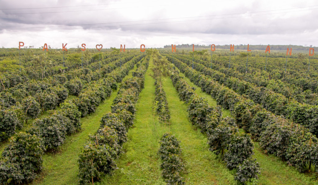 plantación de café en la meseta de bolavens