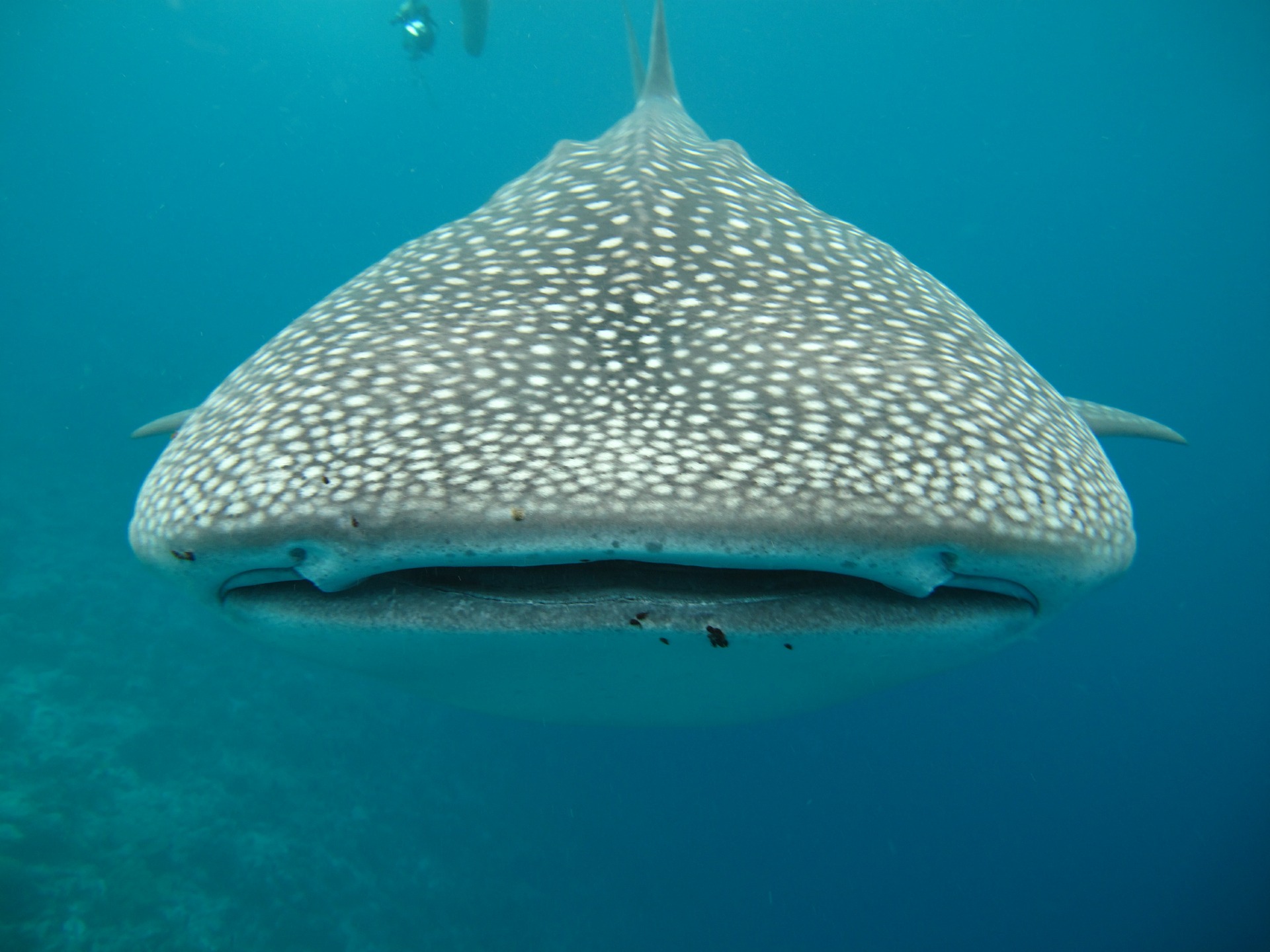 Requin baleine aux Maldives